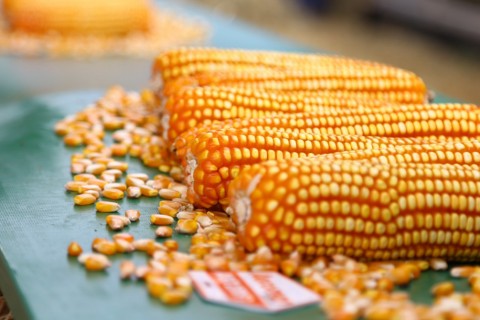 Produção agrícola de Sergipe segue tendência de aumento para o ano de 2025
