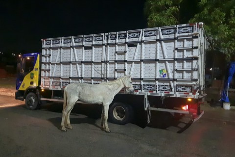 Polícia Rodoviária Estadual recolhe quatro animais soltos na saída de Aracaju